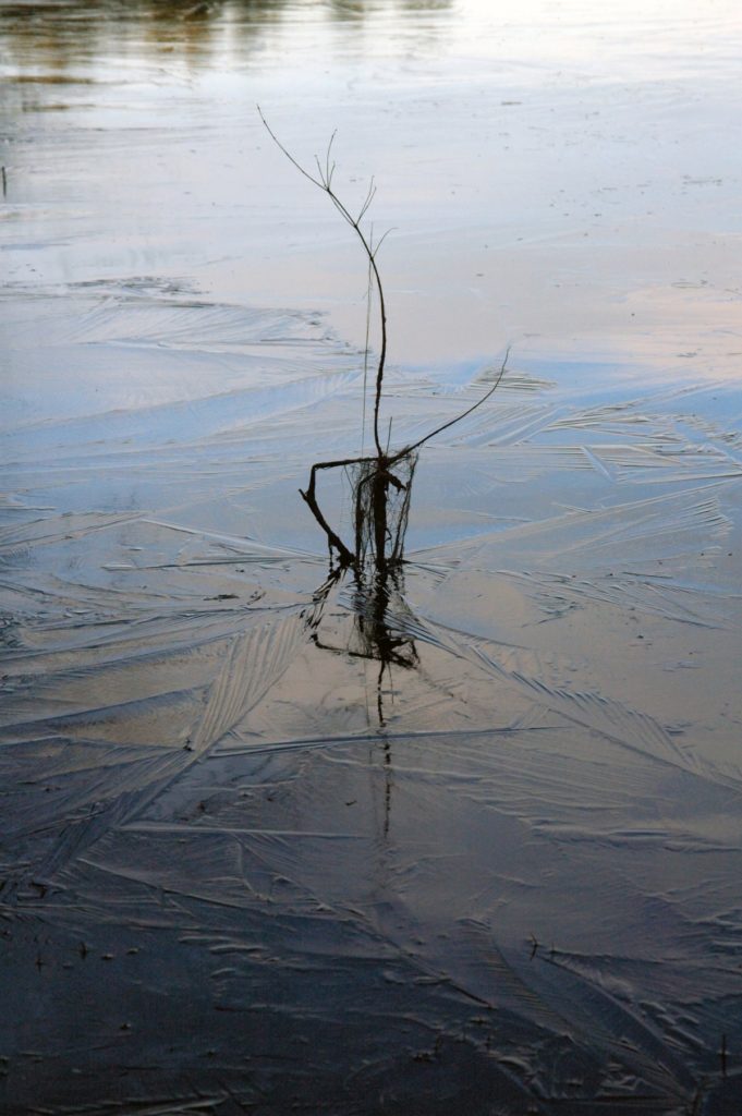 Myles Standish Ice. 