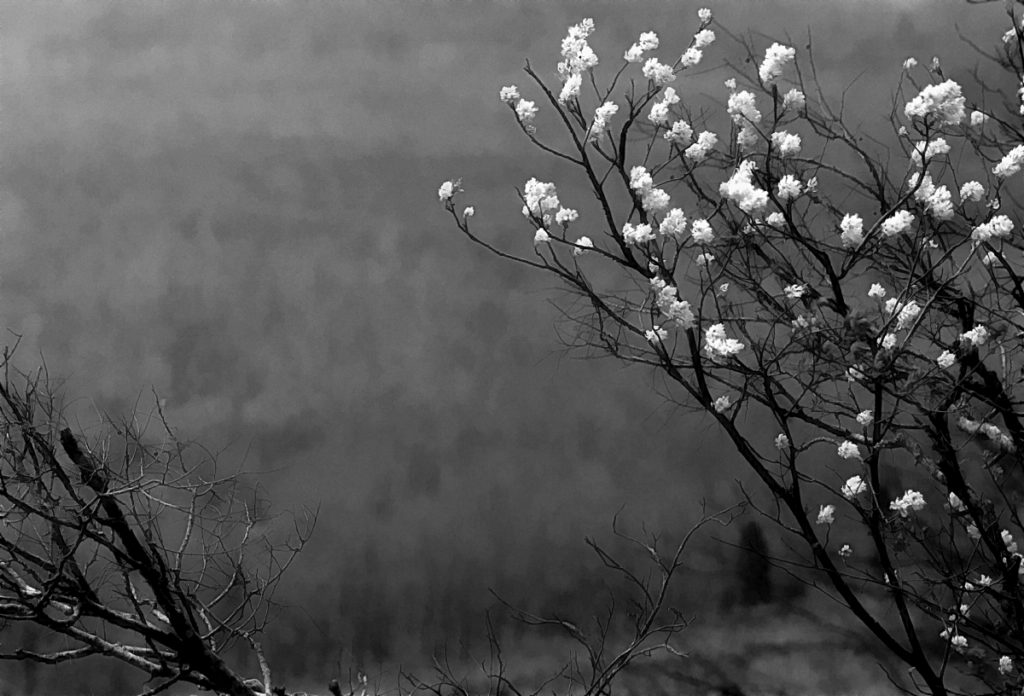 Castlewood Blossoms