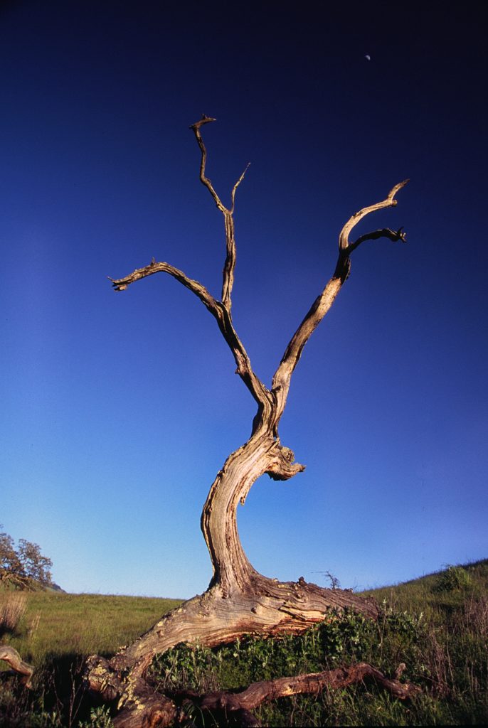 Crane Creek Tortured Oak 3