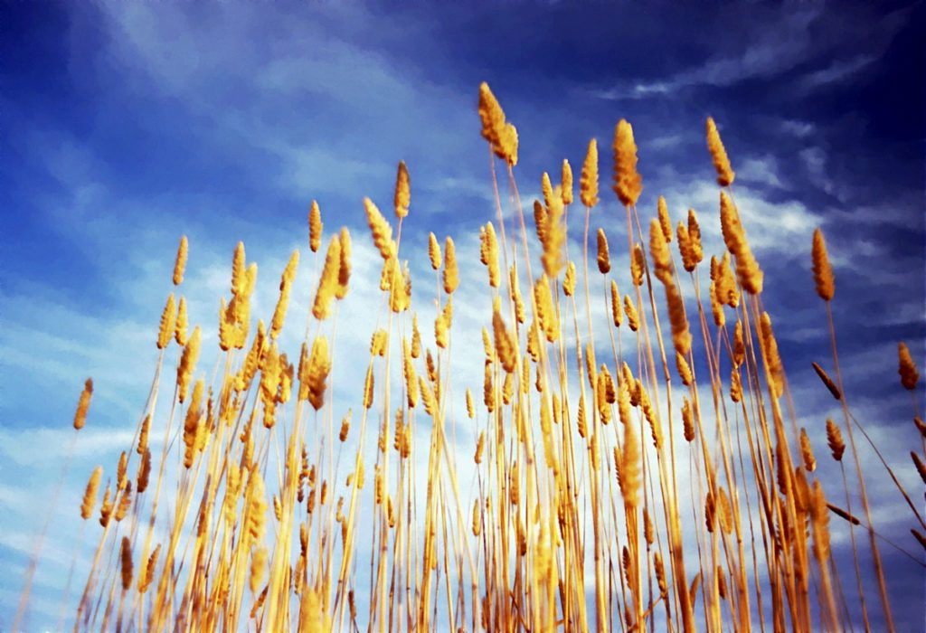 Crane Creek Grass