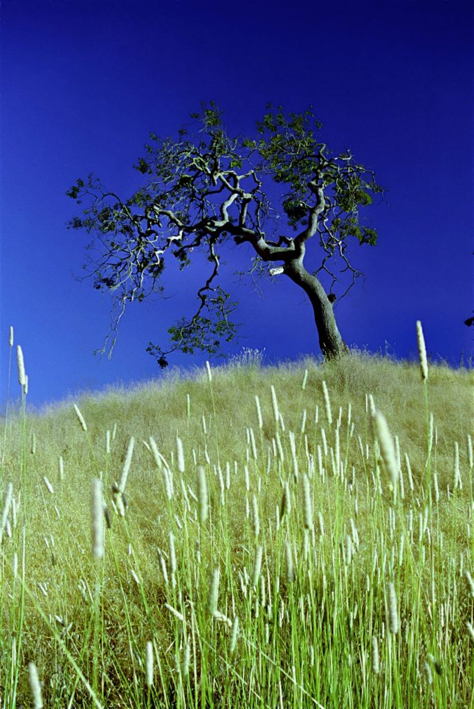 Crane Creek Oak Grass