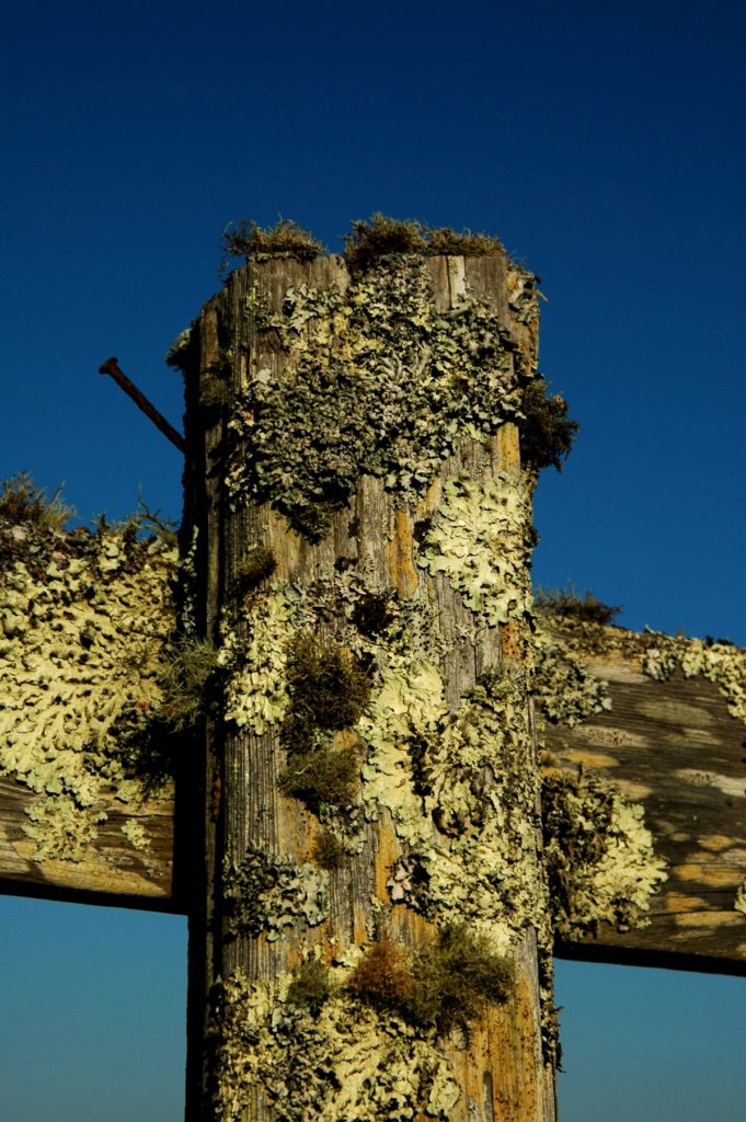 Point Tomales Fence