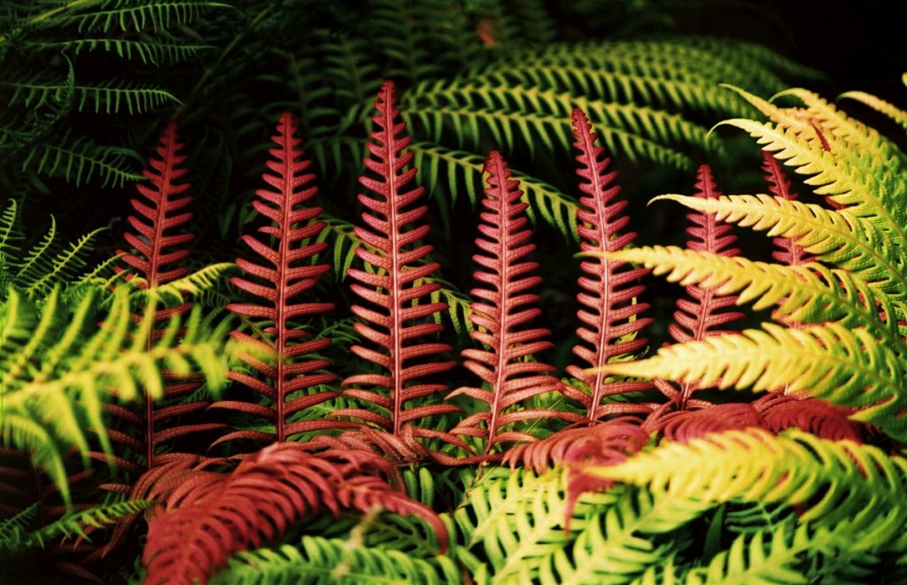 Ferns