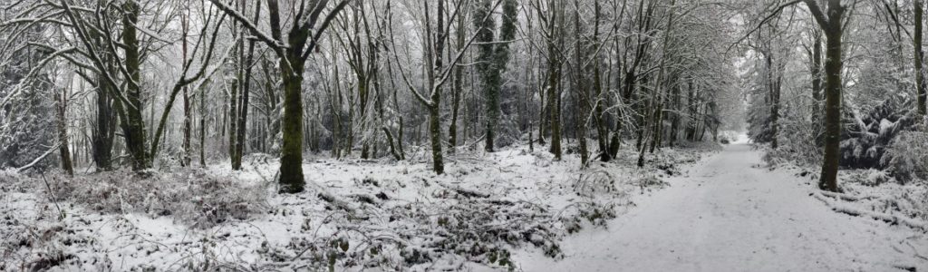 Bainbridge Island Snow.