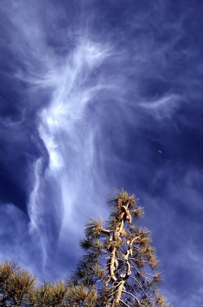 Mount St. Helena Treespirit