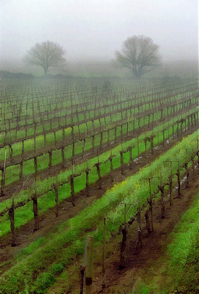 Vineyard Fog